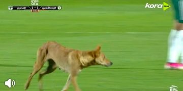 كلب يقتحم ملعب مباراة البنك الأهلي والمصري