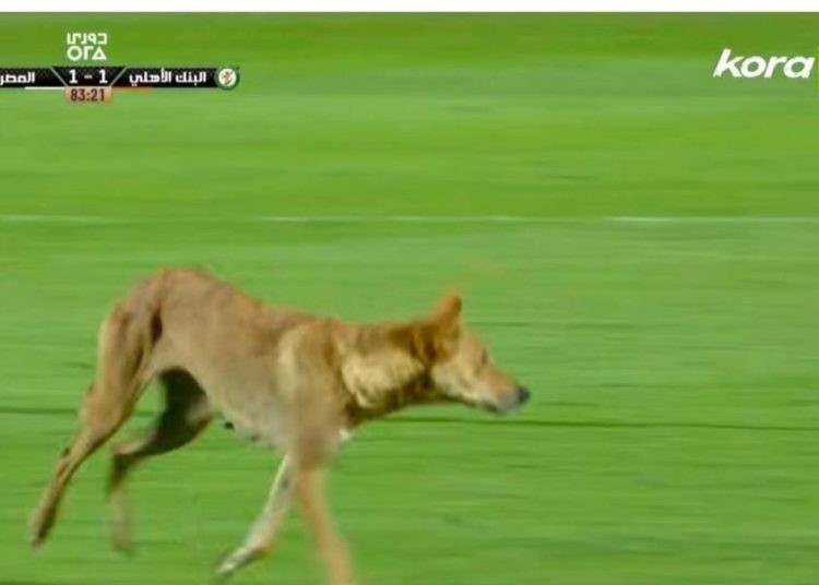 كلب يقتحم ملعب مباراة البنك الأهلي والمصري